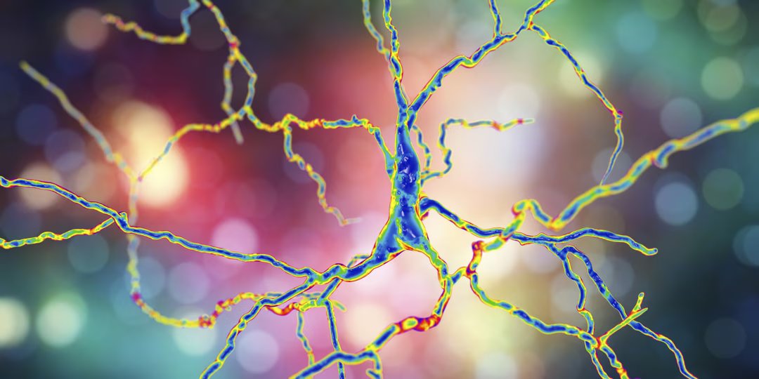 neurone dopaminergique